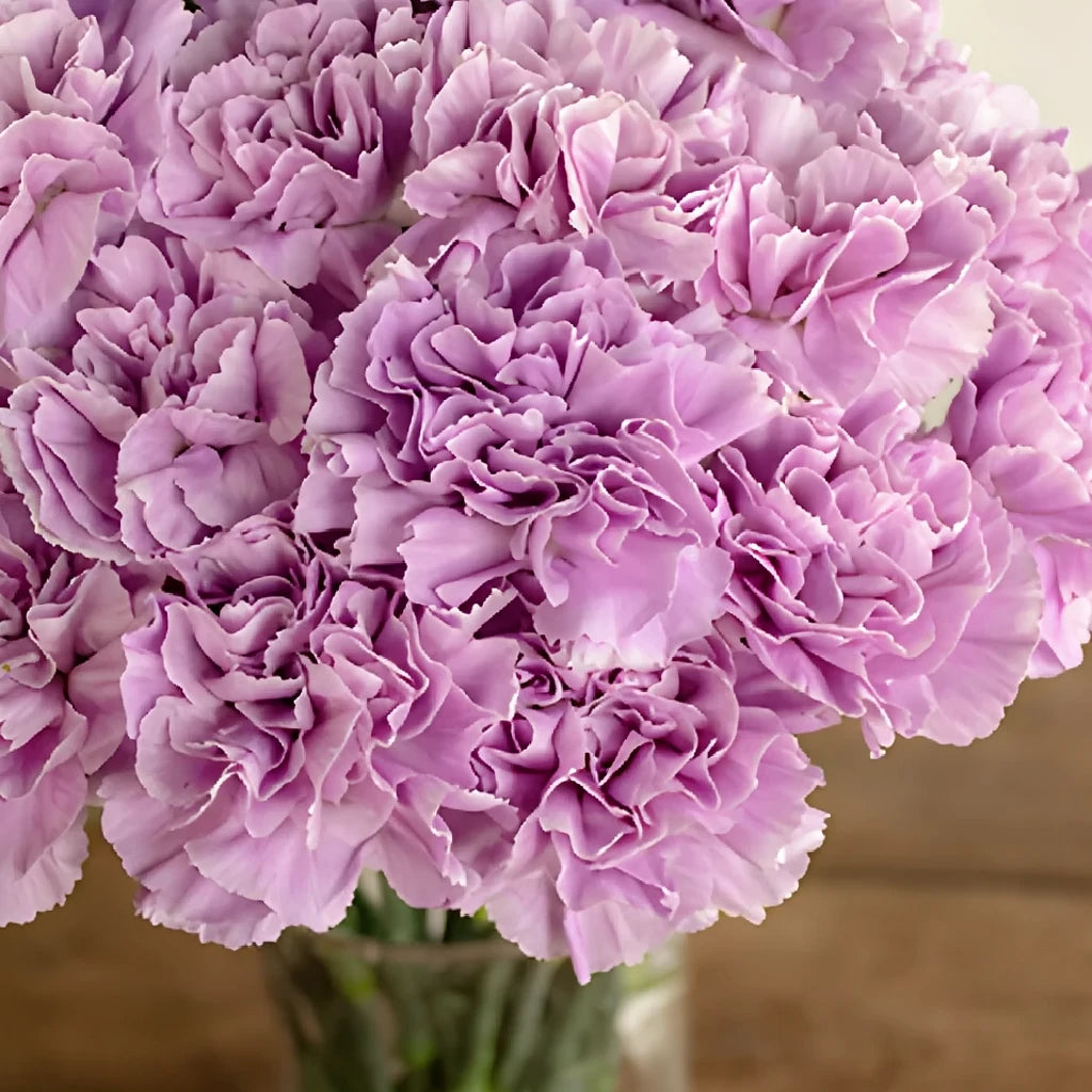 Moonaqua Carnations - alternative 4