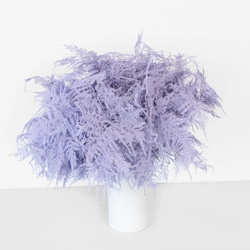 Plumosus Greenery - Lavender - alternative 1