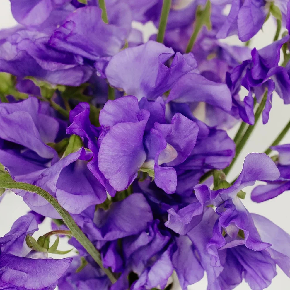 Lavender Sweet Peas - main