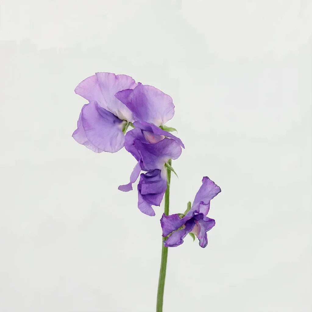 Lavender Sweet Peas - alternative 2