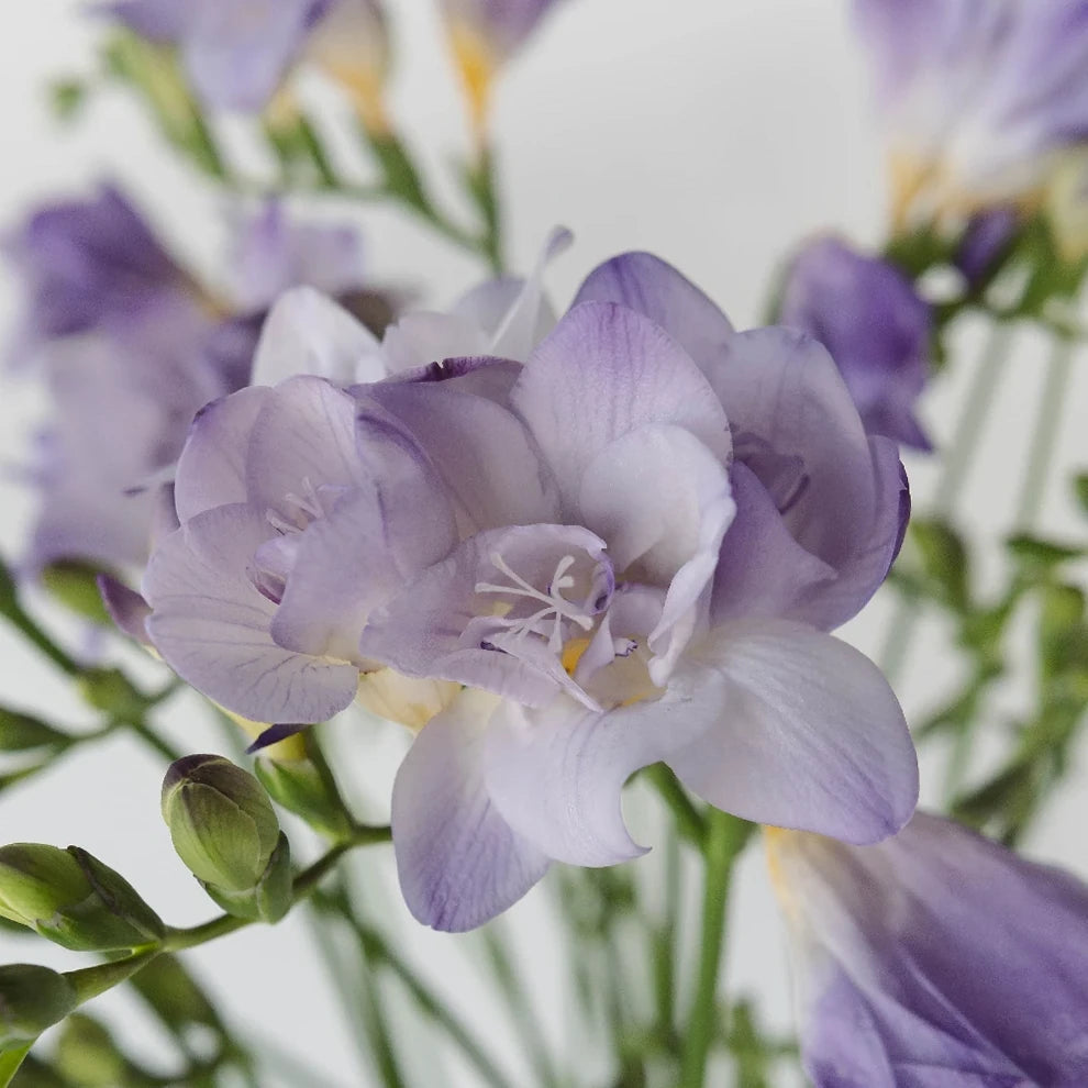 Lavender Freesia - alternative 1