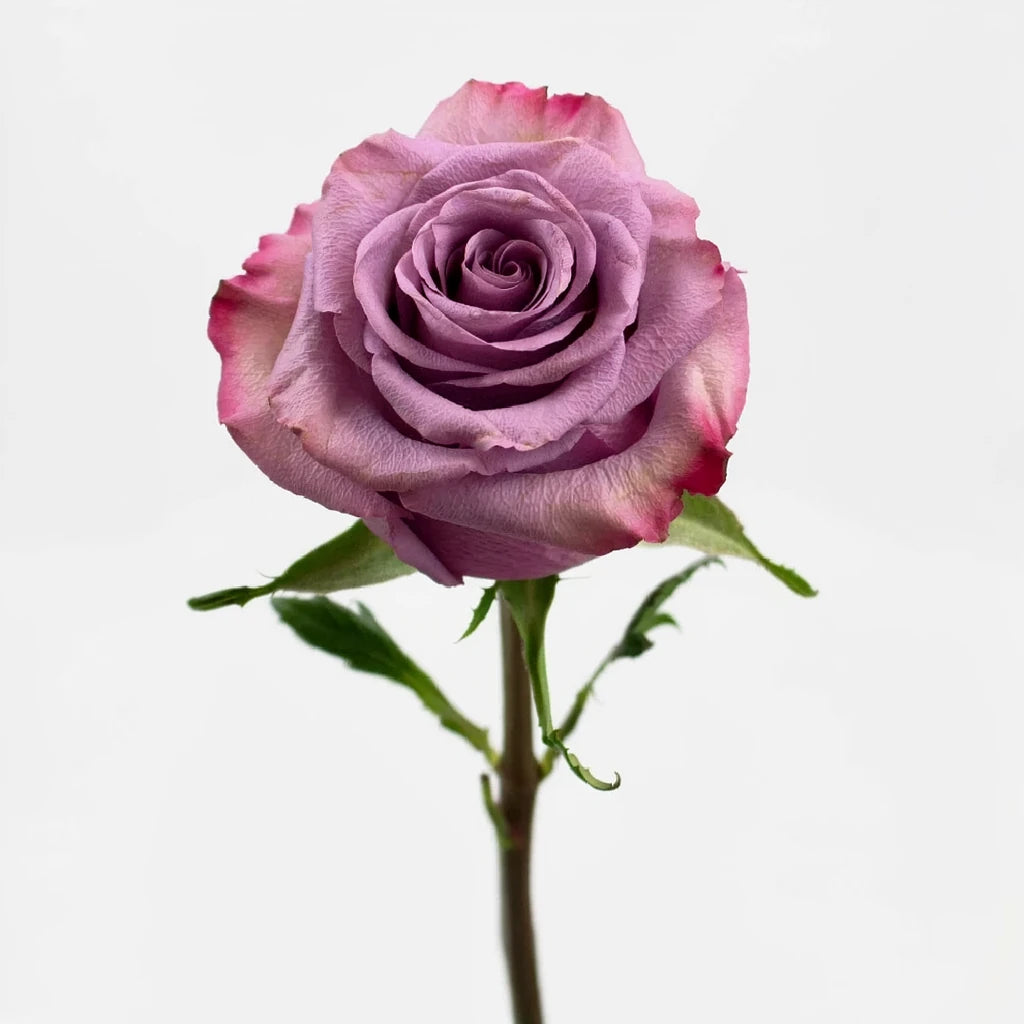 Govinda Roses Standard - alternative 2