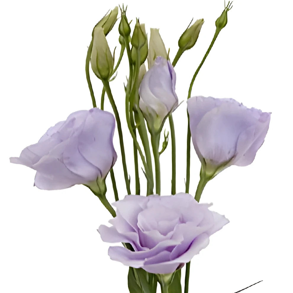 Lavender Tulips Fringed - main