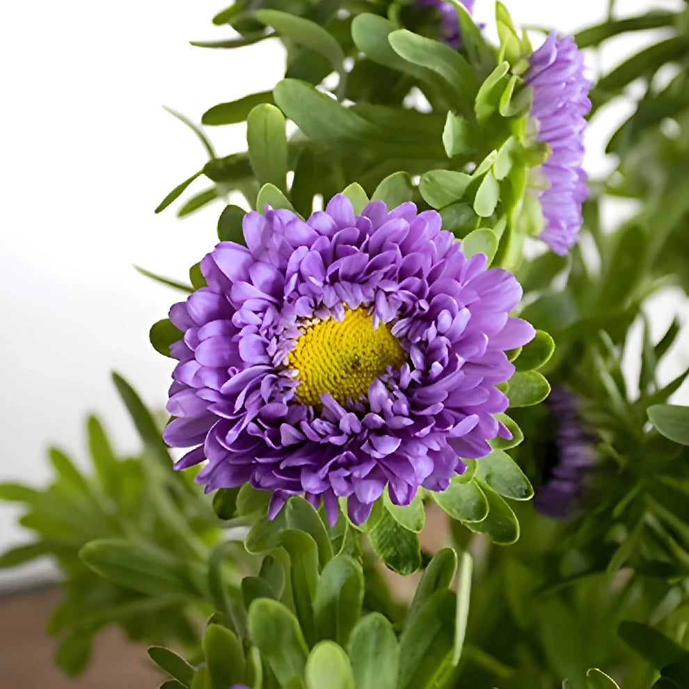 Lavender Aster Matsumoto - main