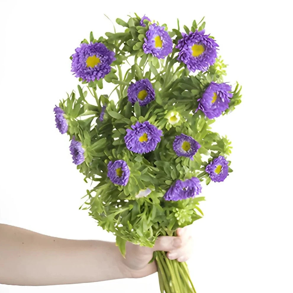 Lavender Aster Matsumoto - alternative 1