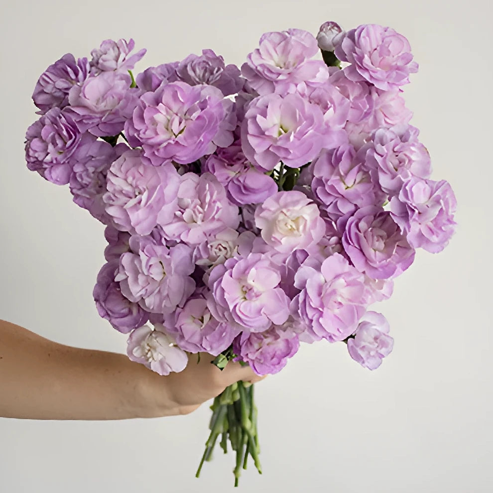Moonpearl Carnations Mini - main