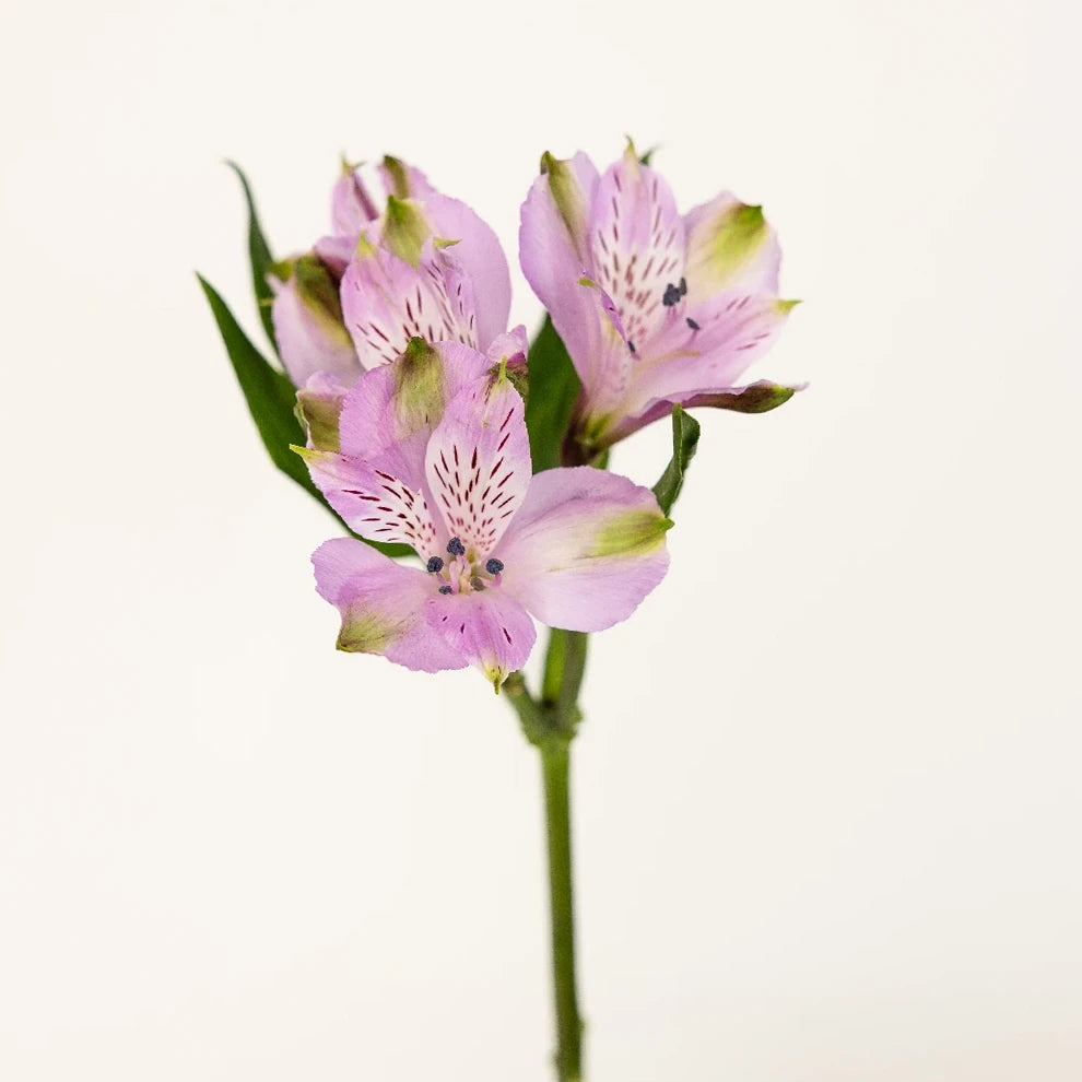 Lavender Alstroemeria - alternative 2