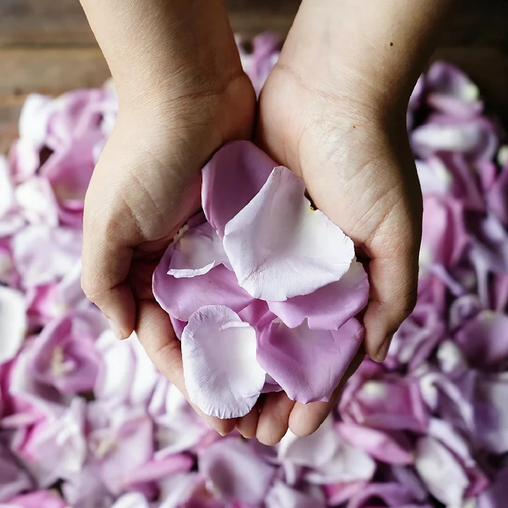 Lavender Rose Petals - alternative 3