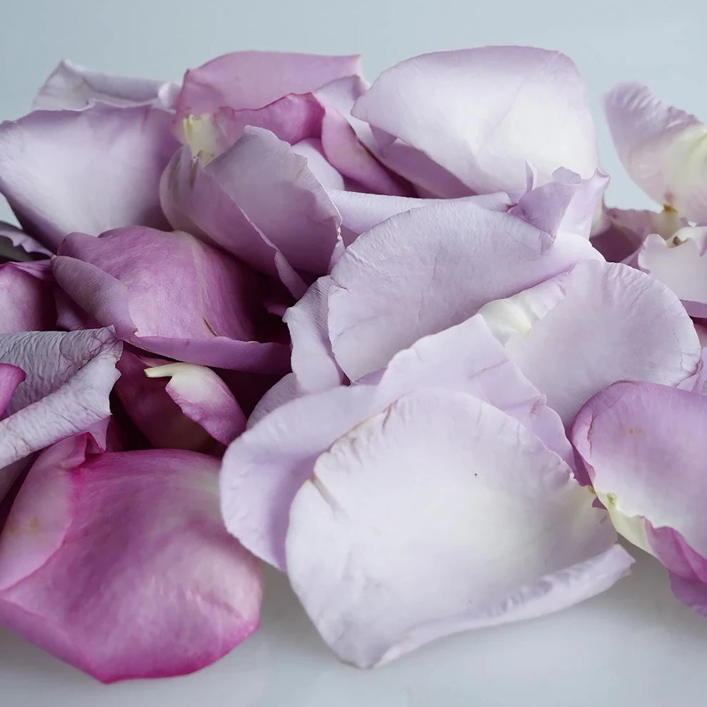 Lavender Rose Petals - main