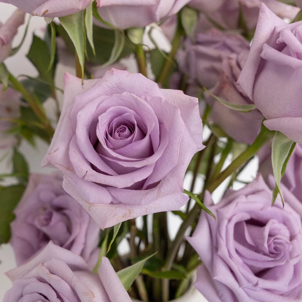 Lavender Roses Standard - alternative 2