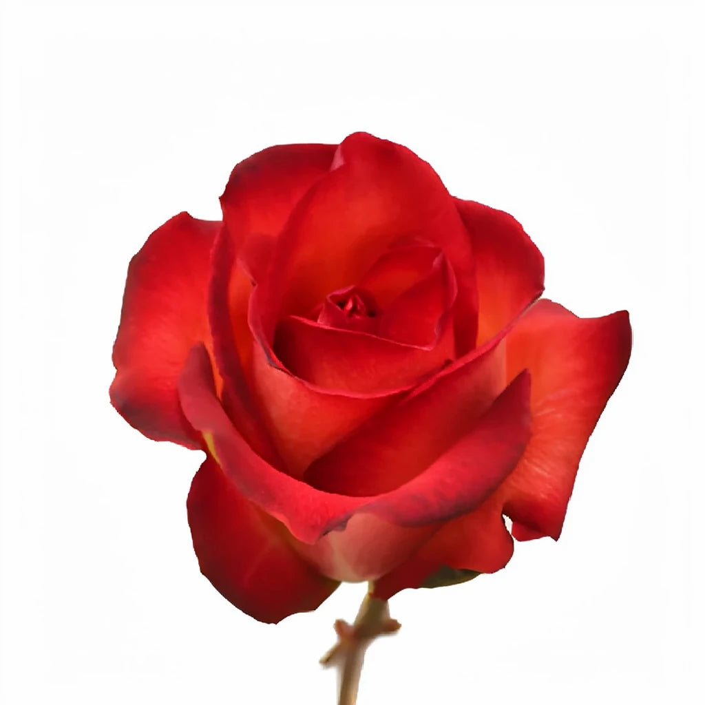 Legend Roses Standard - alternative 3