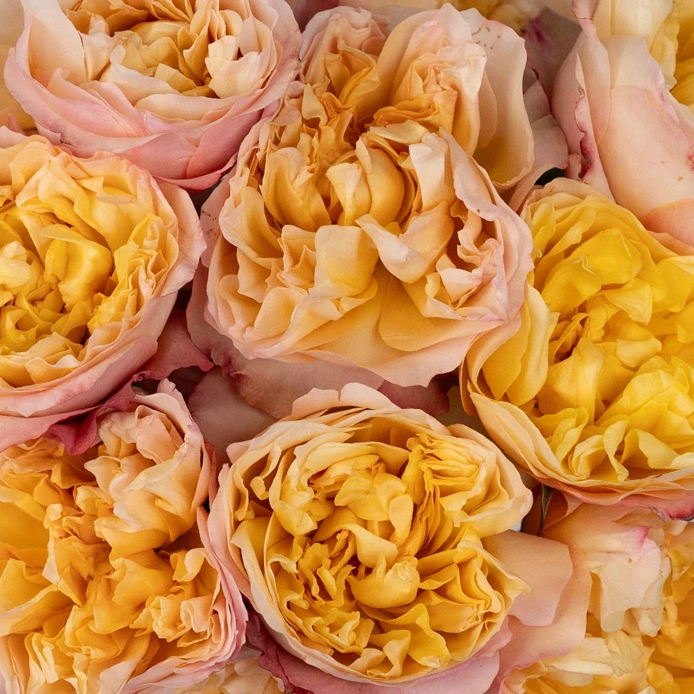 Edith Rose David Austin - main