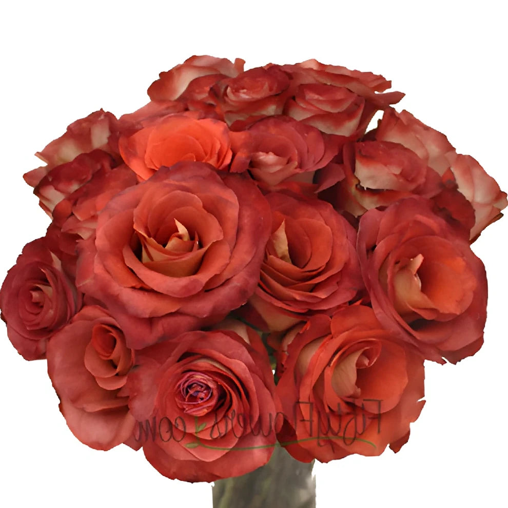 Leonidas Roses Standard - main