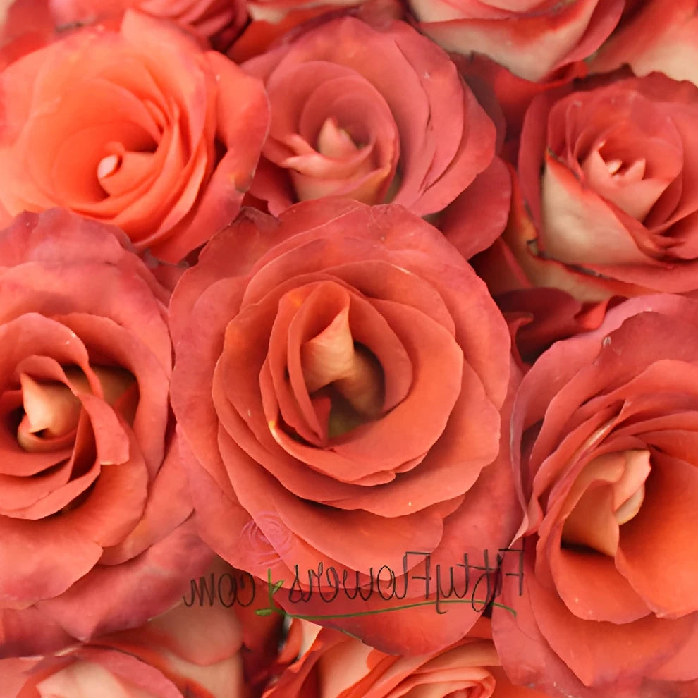 Leonidas Roses Standard - alternative 2