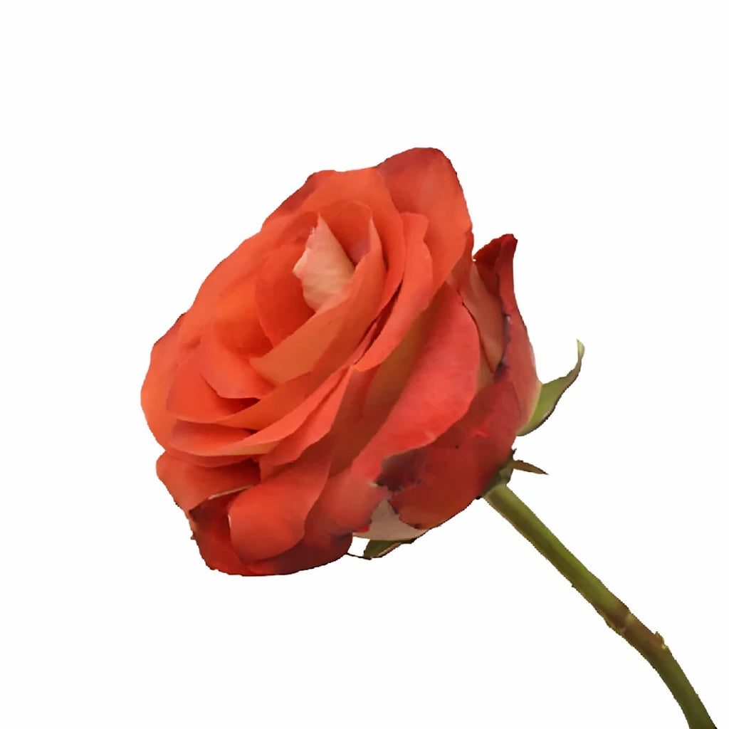 Leonidas Roses Standard - alternative 1