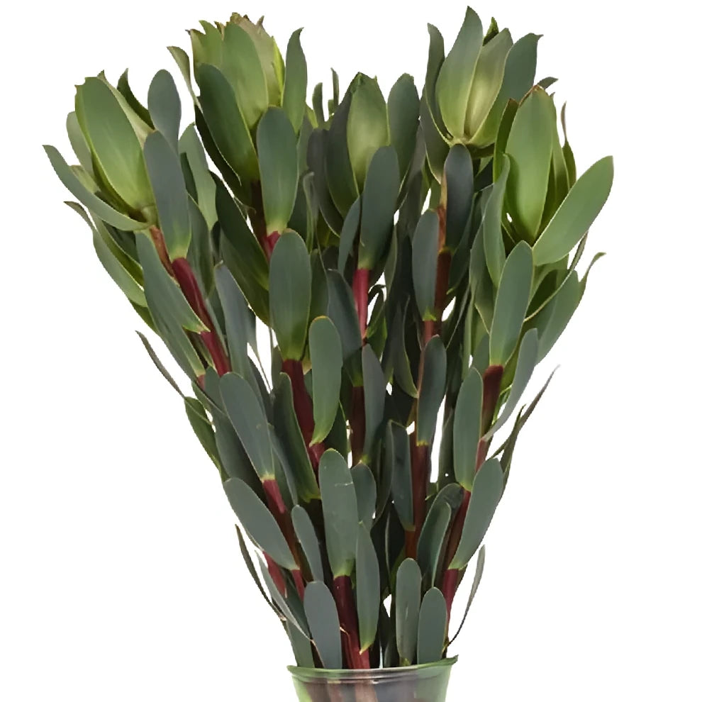 Mountain Rose Leucadendron Tropicals - alternative 3
