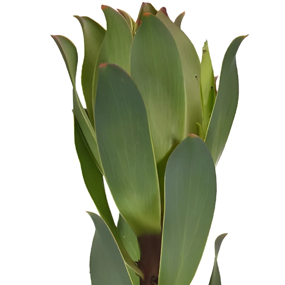 Mountain Rose Leucadendron Tropicals - alternative 2