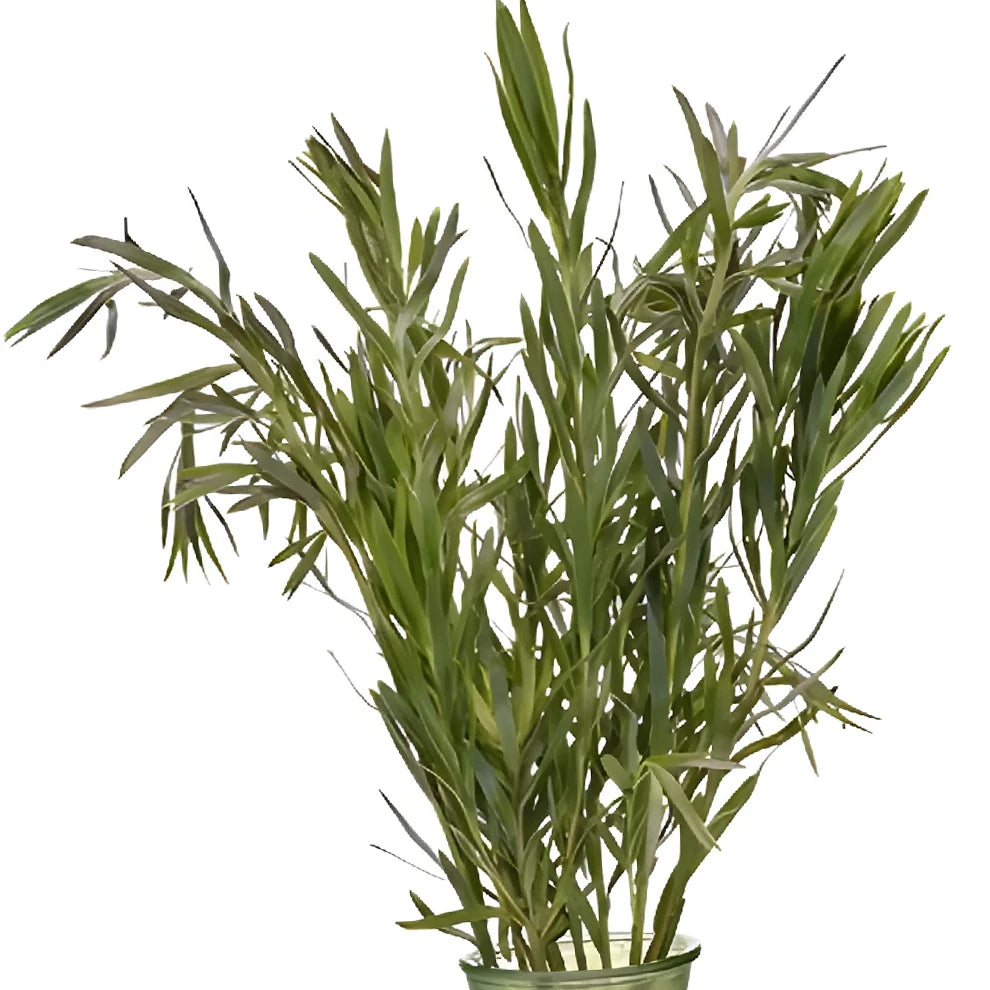 Leucadendron Tropicals - alternative 1