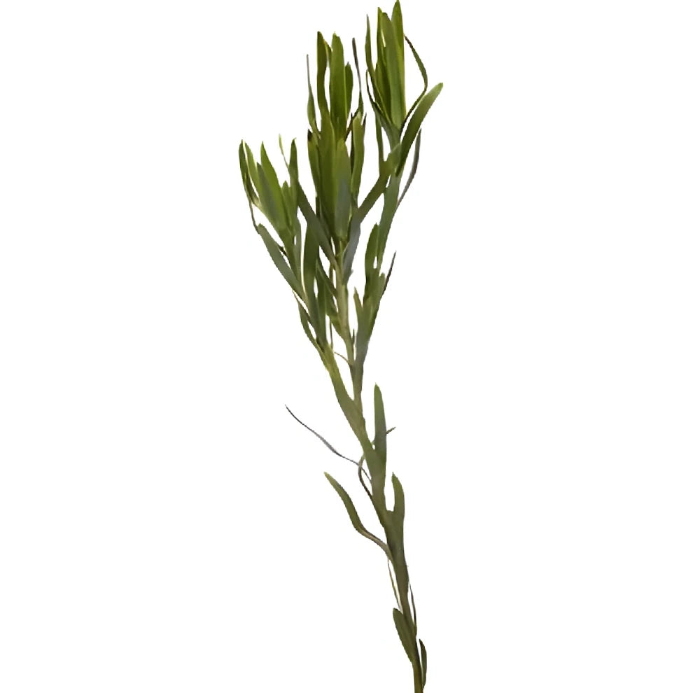 Leucadendron Tropicals - alternative 3