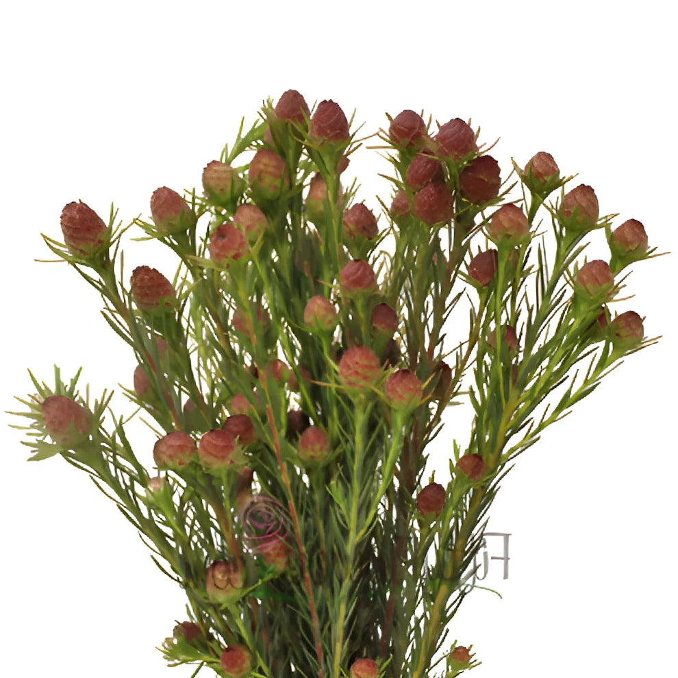 Leucadendron Jubilee Crown Tropicals - alternative 1