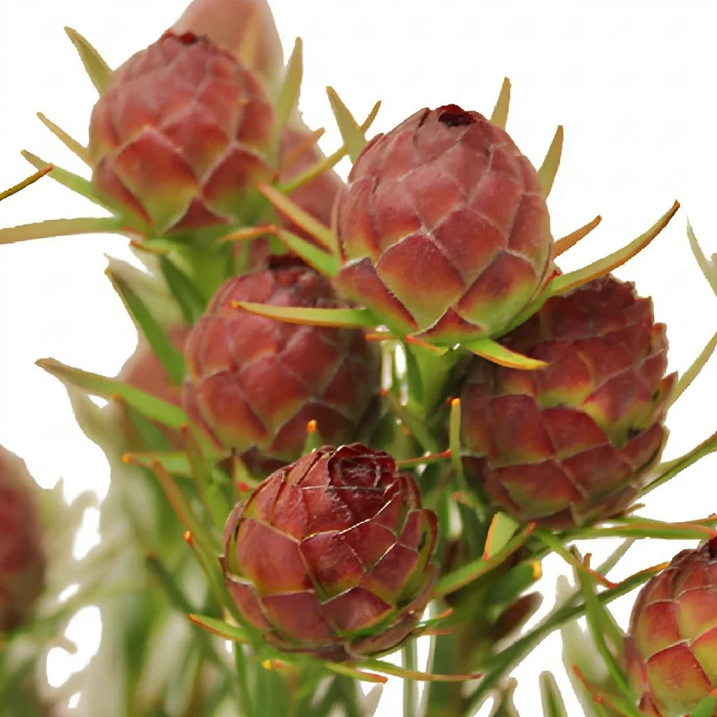 Leucadendron Jubilee Crown Tropicals - alternative 2