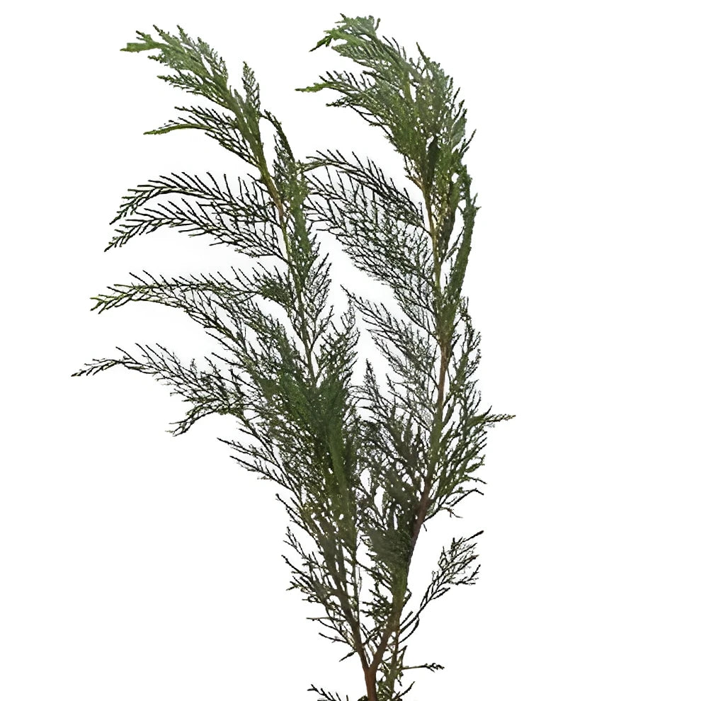 Leyland Cedar Greenery - alternative 1