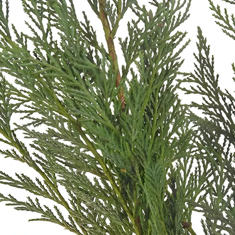 Leyland Cedar Greenery - main