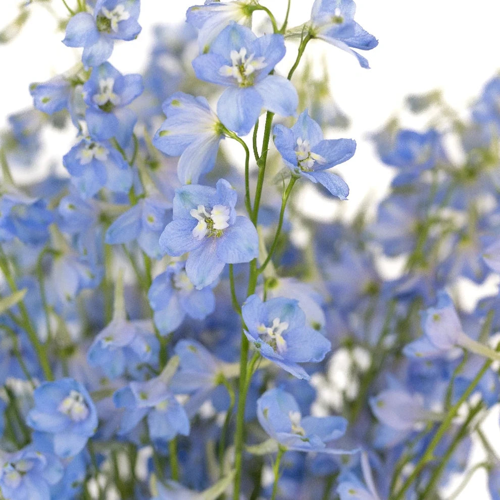 Light Blue Delphinium Hybrid - alternative 2