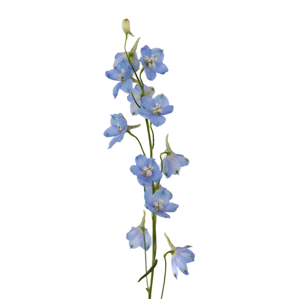 Light Blue Delphinium Hybrid - main