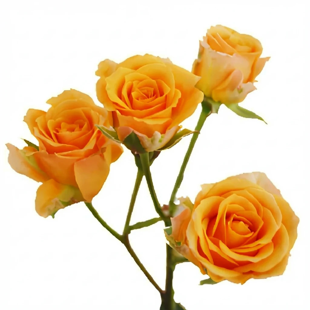 Macarena Roses Spray - main