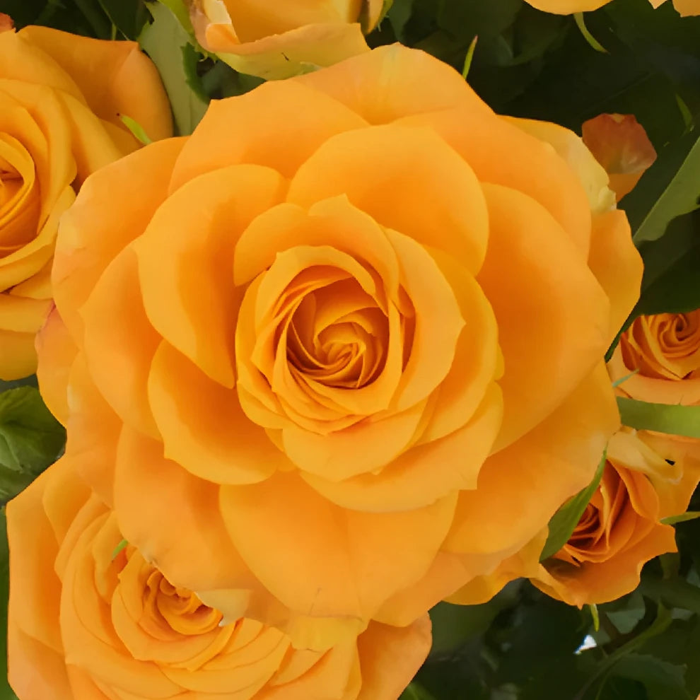 Macarena Roses Spray - alternative 2