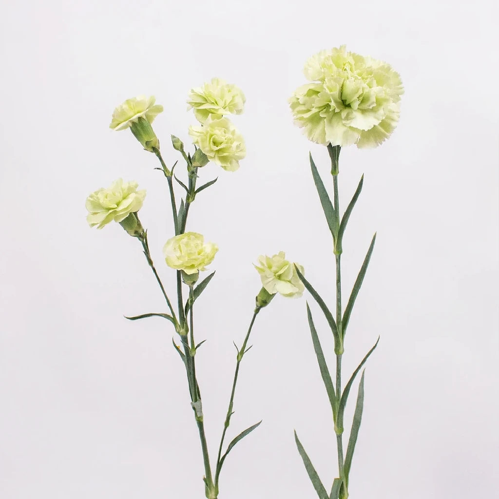 Prado Carnations - alternative 3