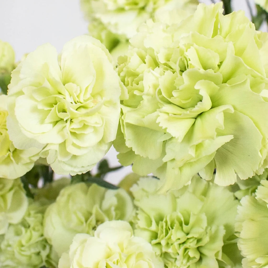 Prado Carnations - main