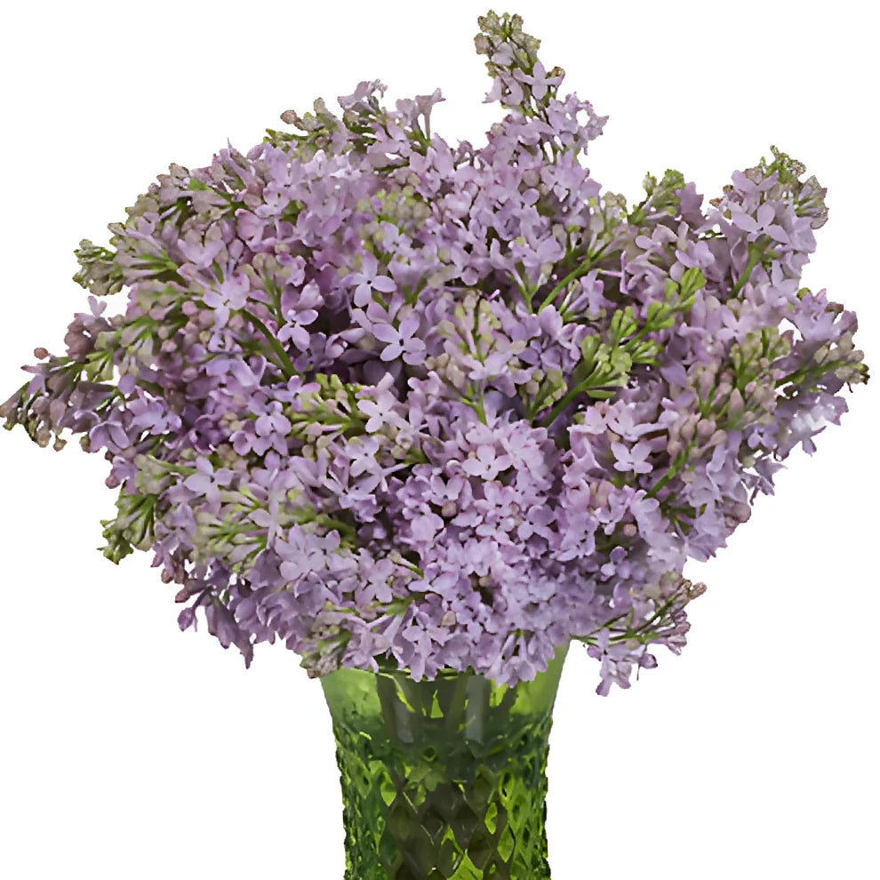 Lavender Lilac - alternative 2