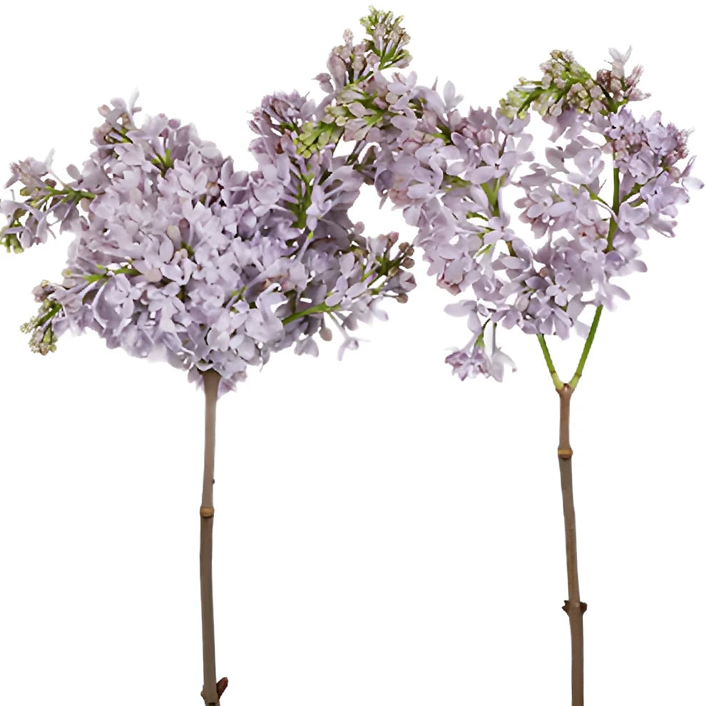 Lavender Lilac - main