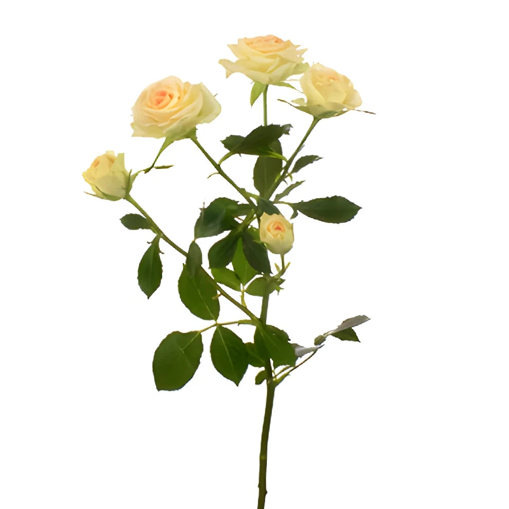 Peach Roses Spray - alternative 1