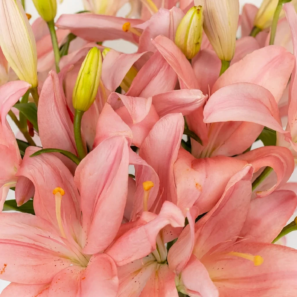 Renoir Lilies Asiatic - alternative 1