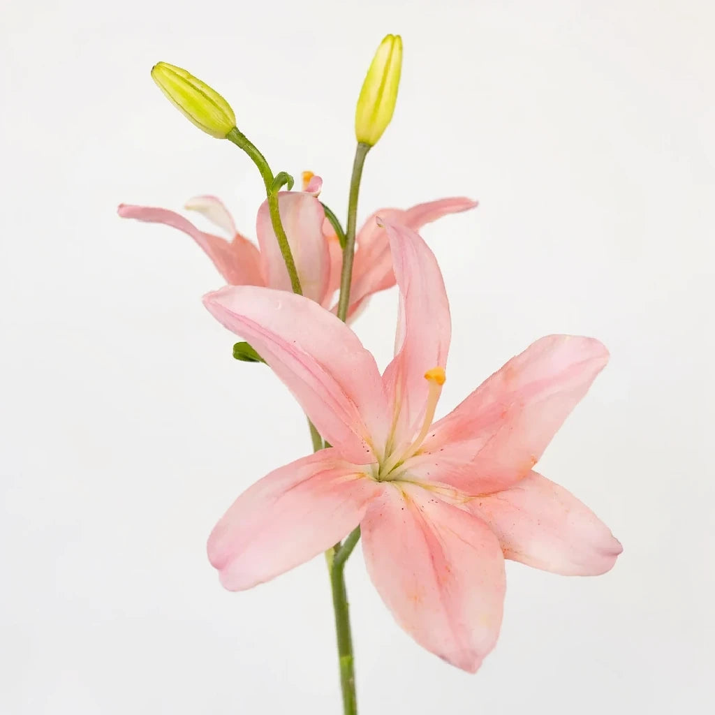 Renoir Lilies Asiatic - alternative 2