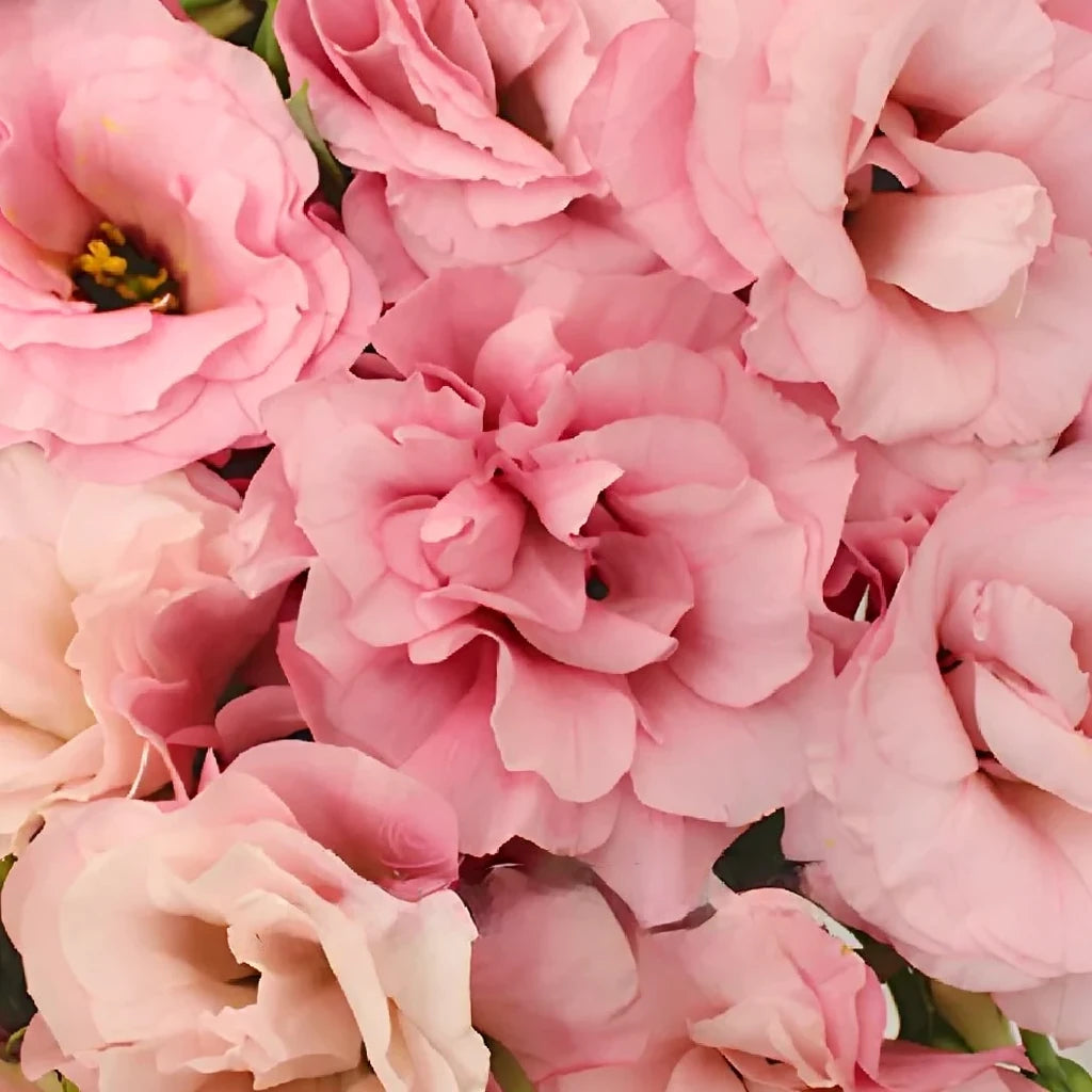 Pink Light Lisianthus - main