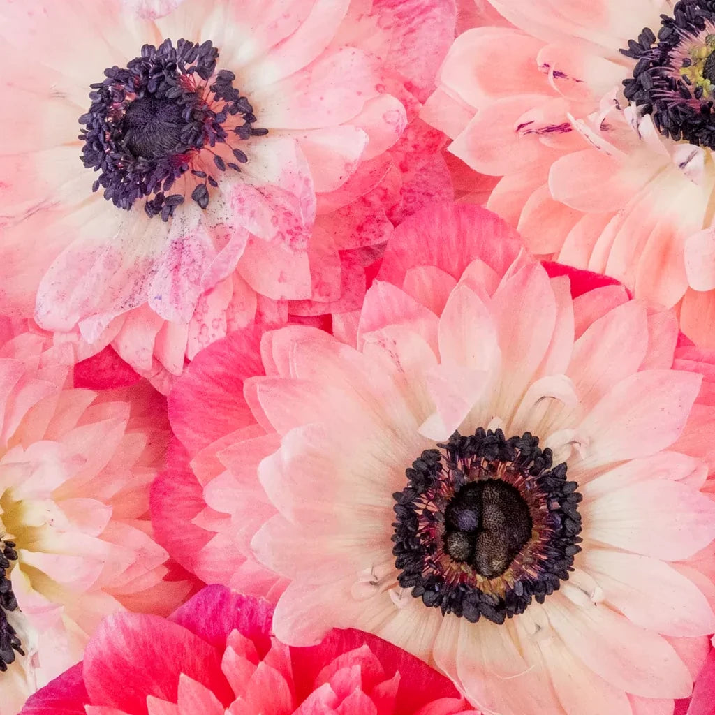 Rosa Chiaro Anemones - main