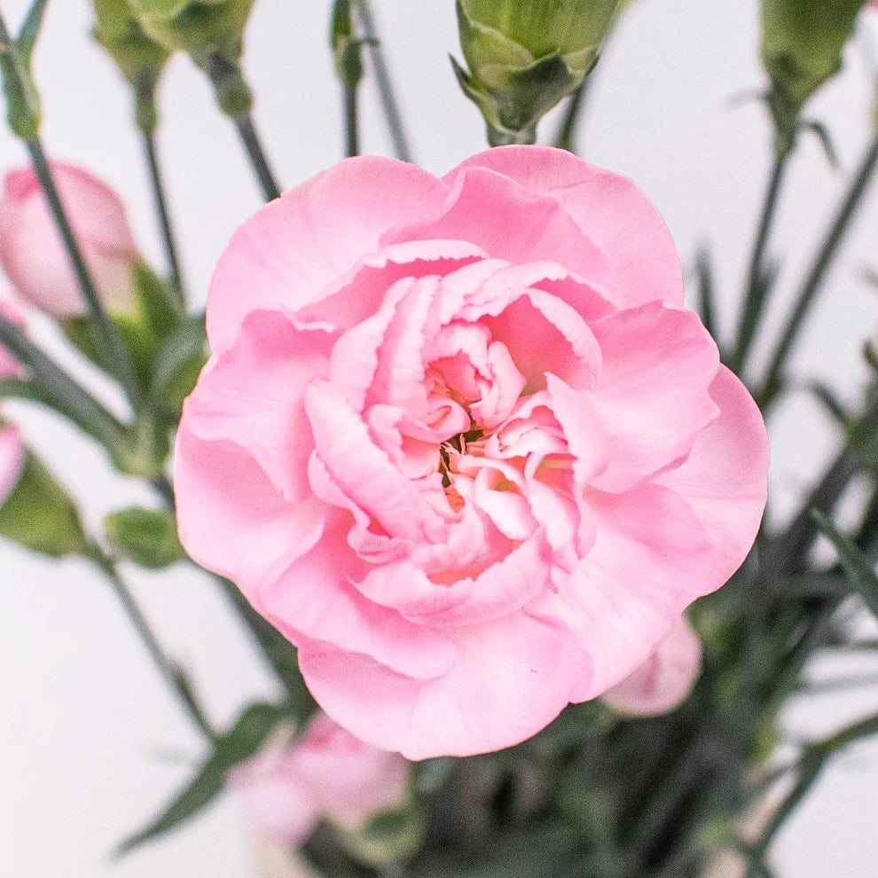 Light Pink Mini Ornella Carnations - alternative 2