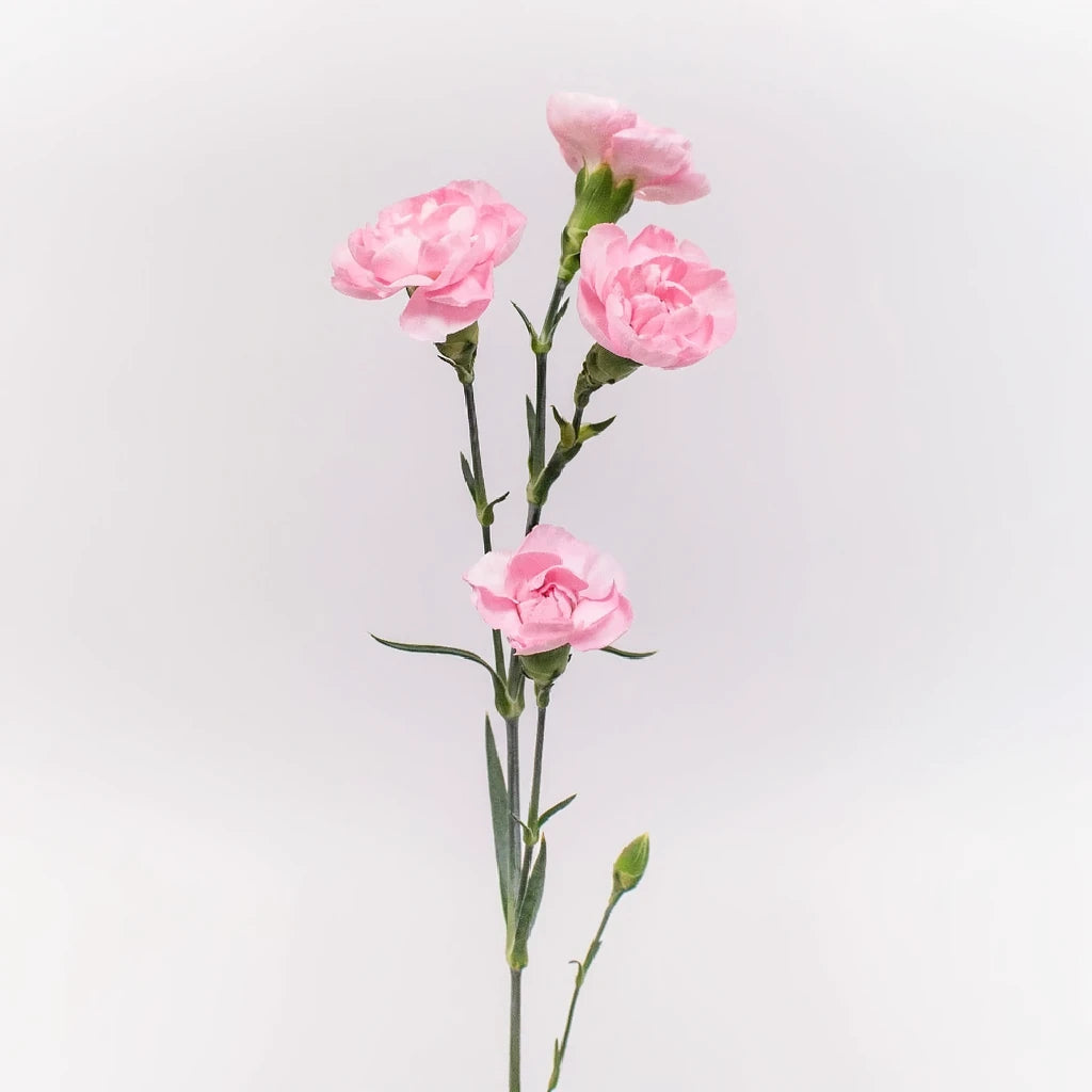 Singer Carnations Mini - alternative 1
