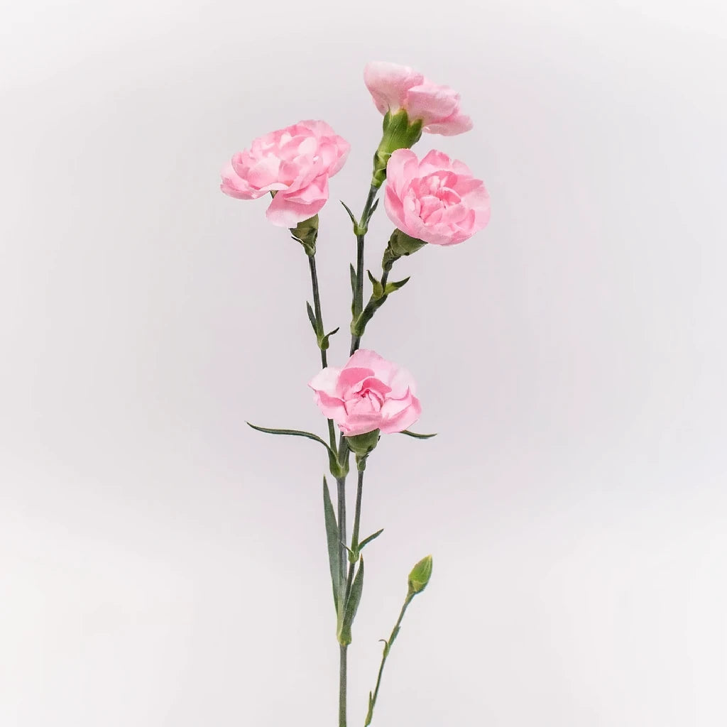 Athena Carnations Mini - alternative 2