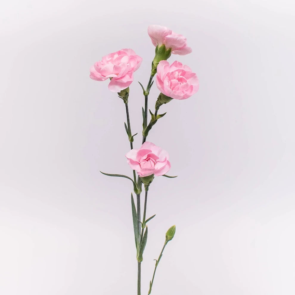 Light Pink Mini Ornella Carnations - main