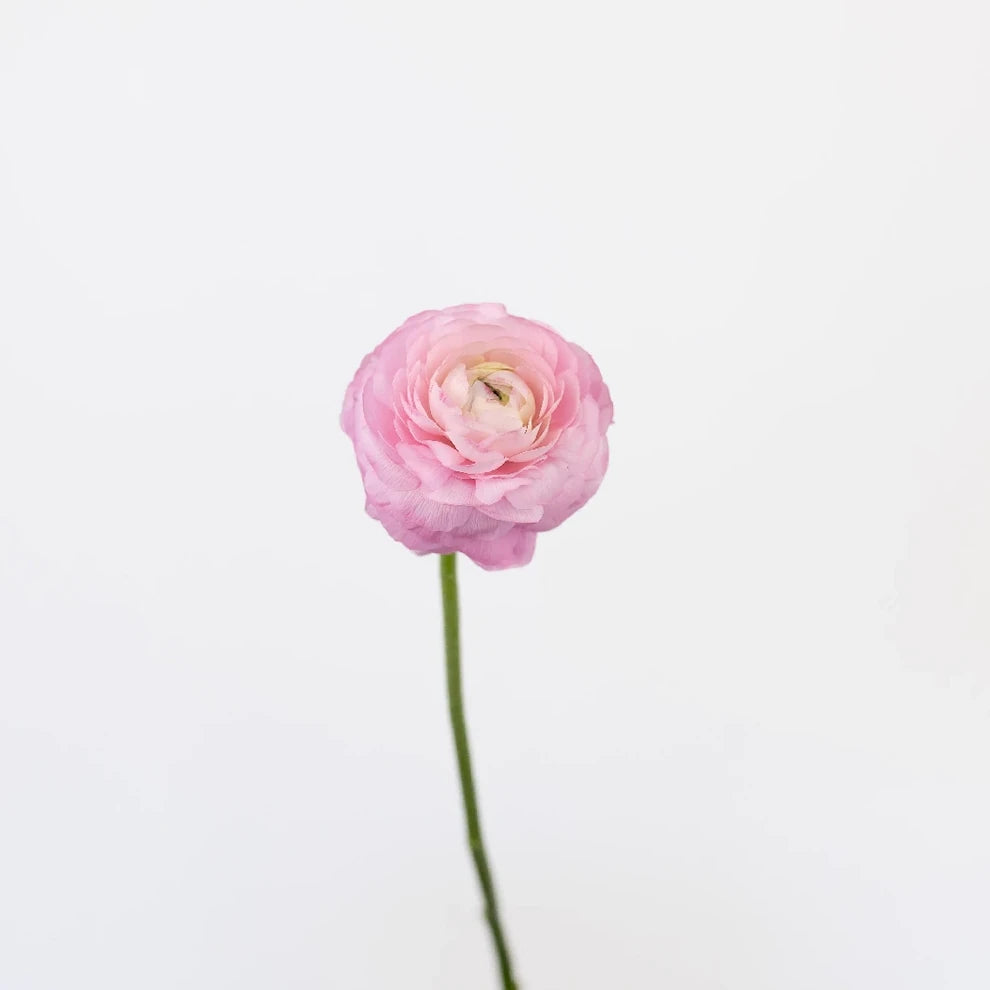 Pink Light Ranunculus Cloony - alternative 1