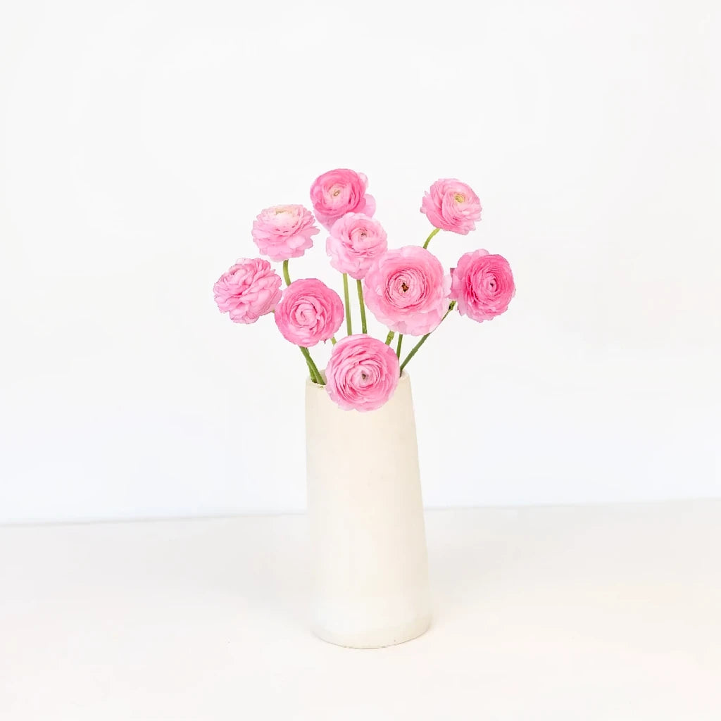 Pink Light Ranunculus Cloony - alternative 2