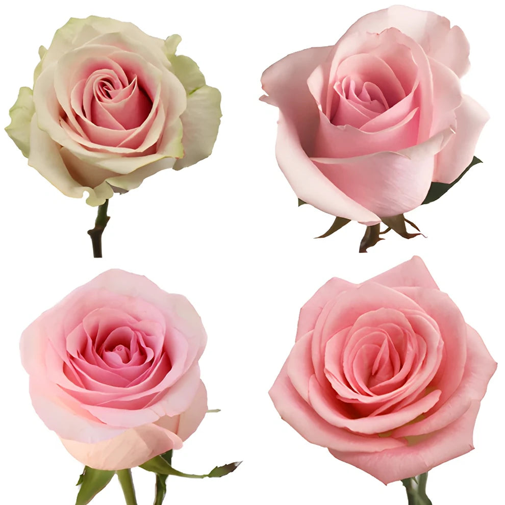 Roses Standard Pink Light Nena - alternative 3