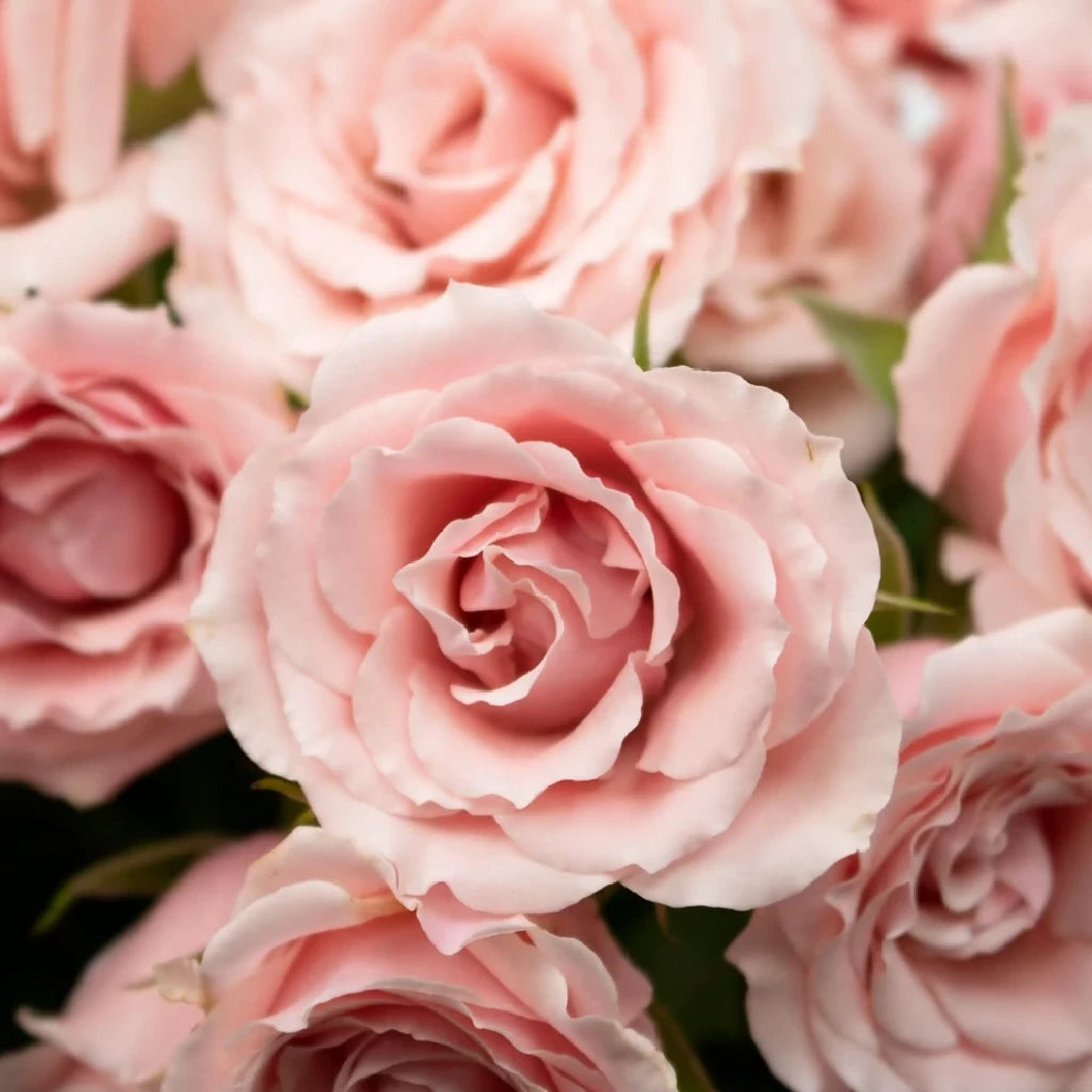 Light Pink Roses Spray - alternative 2