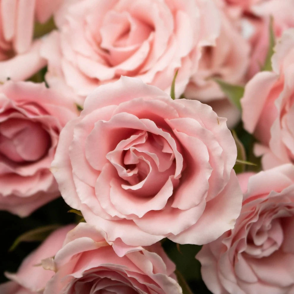 Light Pink Light Pink Majolica Roses Spray - main