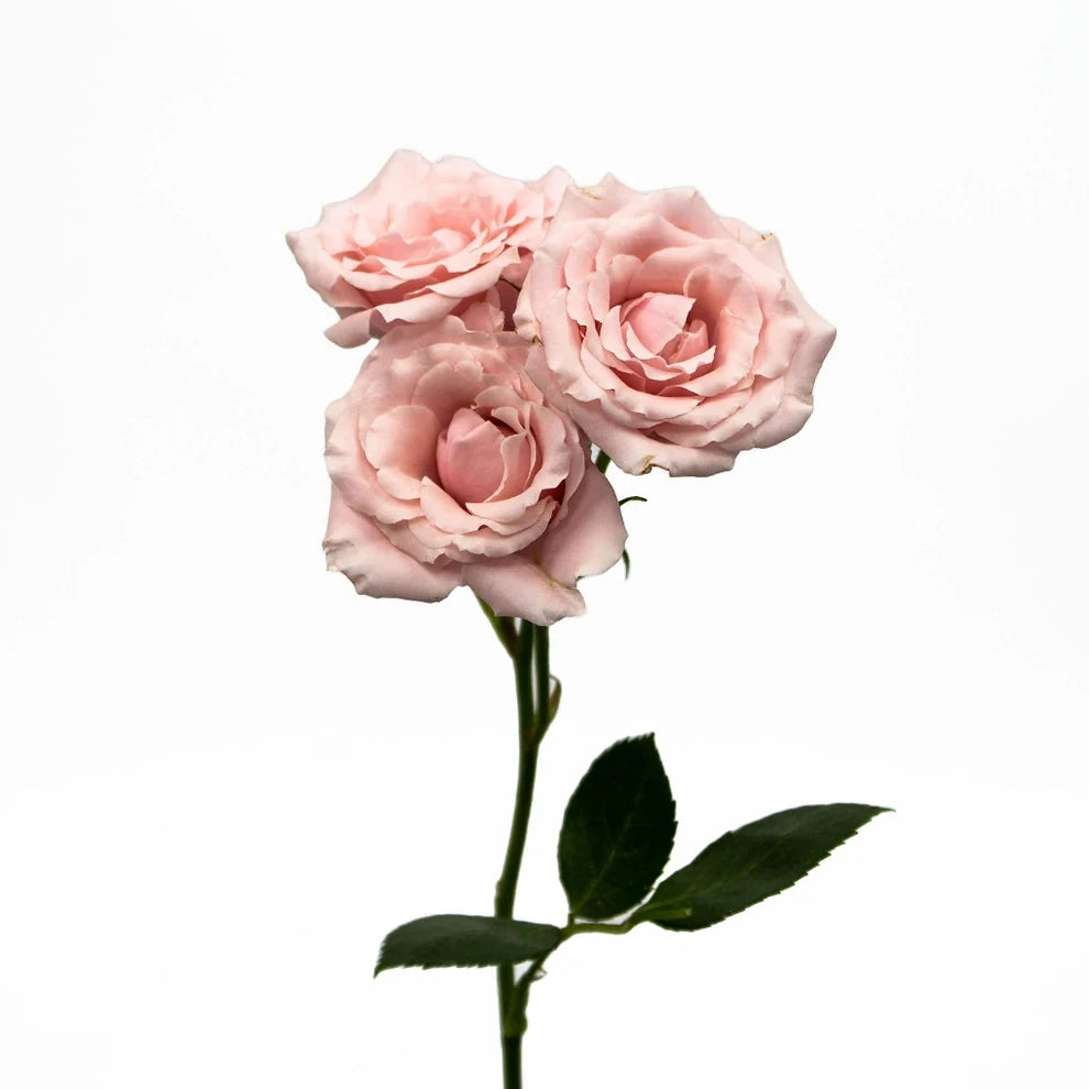 Light Pink Roses Spray - alternative 1